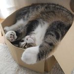 Watch cat videos, specifically Maru videos. This cat knows how to relax anywhere, so you can even get some tips from him.